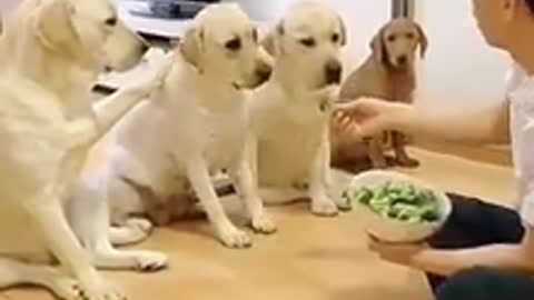 Dogs funny video