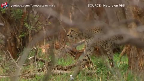 TOP 5 CHEETAH RUNNING MOMENTS __ Cheetah hunting and teaches cubs to hunt