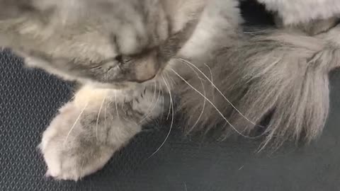 gray-headed cat and bald fur