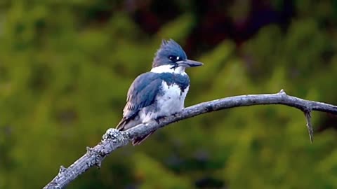 Beautiful Kingfisher Bird