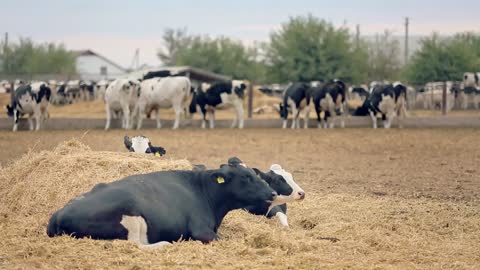 holstein cows breeding at milk farm cows lying on straw