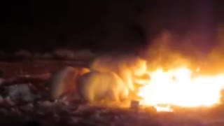 Crazy Polar Bears play with raging fire in Resolute Bay, Nunavut