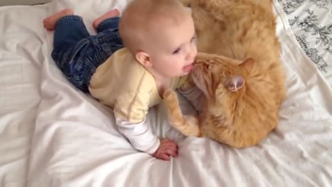 For the First Time, Cats Meet Babies! Important link on the description to stop cat peeing