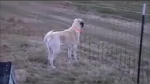 Kangal Dog Barking