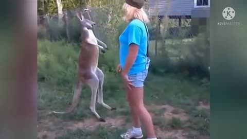 Kangaroo fight with man and winer Kangaroo