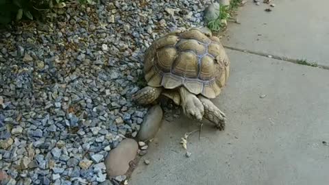 African Sulcata Tortoise