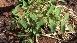 Direct sow tomato seeds in garden