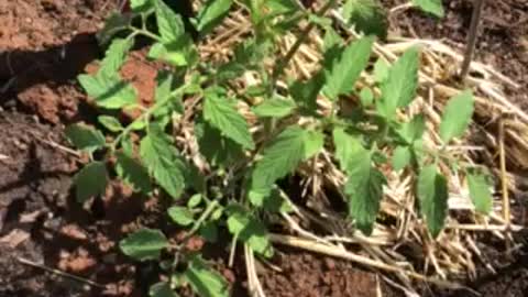 Direct sow tomato seeds in garden