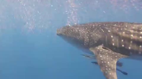 Whale Shark in Hurghada, Egypt