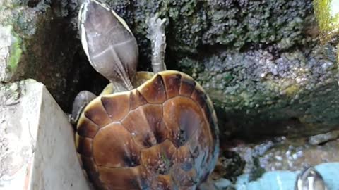 The little turtle learns to climb the wall