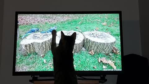 Cat hunting Birds on TV 🤣🐈‍⬛😍