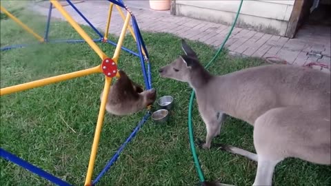 Baby Sloths on a Jungle Gym