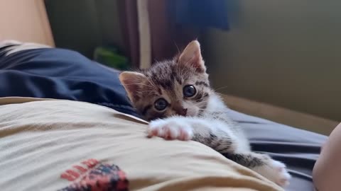 Dangerous Kitten Attacks Again - 2024