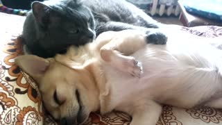 Cat Defies Stereotypes, Gives Doggy Loving Bath