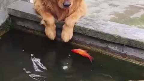 Mom ! My Fish is dead #dog #doggie #stray #dogvideo #shorts