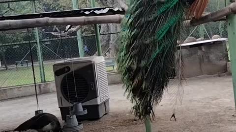 Peacock 🦚 Video By Kingdom of Awais