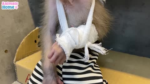 Baby monkey funney thief🤣