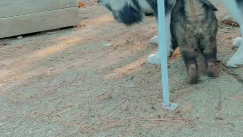 Baby American Akita attacking Malamute