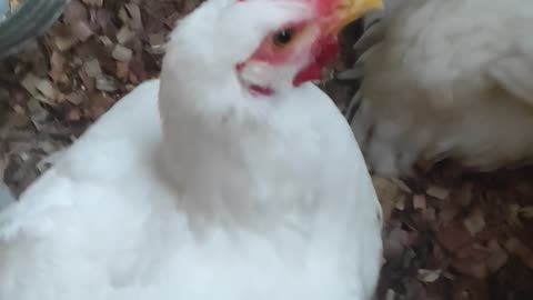 La mirada del gallo