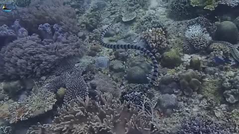 Moray Eel VS Sea Snake !!