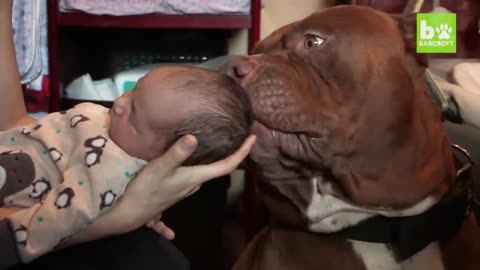 Giant Pit Bull Hulk & The Newborn Baby | DOG DYNASTY