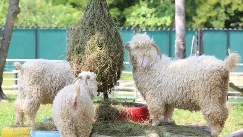 Group of young sheep eating hay on a barn