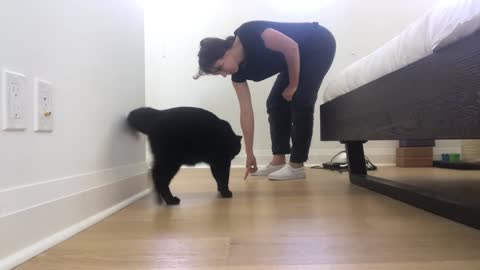 How To Train Your Cat: Beginners Start Here