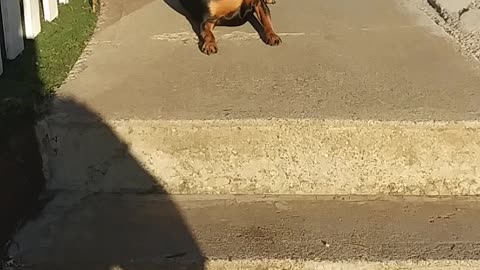 Helping Lucy Dog To Get Overcome It's Fear Of Stairs.