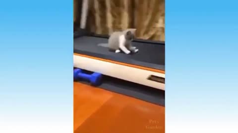 Kitty Try The Treadmill