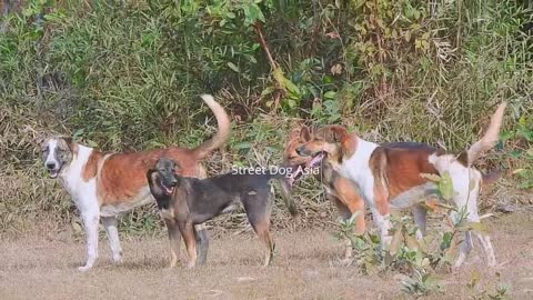 Street Dog Asia Breeding - Pets Play With Friend - Street Dog Asia