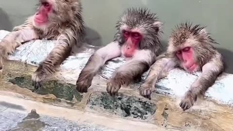 bathing and relaxing monkeys