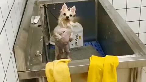 Cute little dog is very happy😋 after bath💦