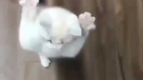 Fluffy cat dancing 🐈