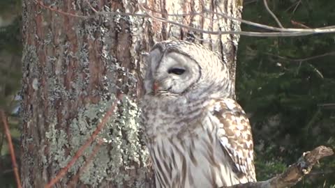 At Home Barred Owl in the Trees ෆ