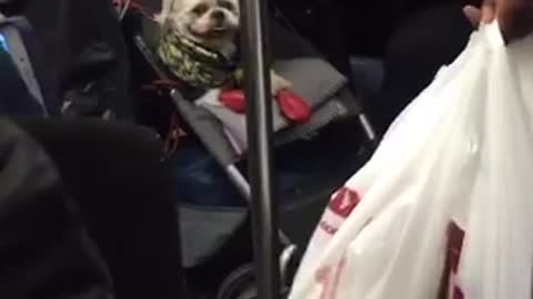 White dog wrapped in green blanket inside stroller