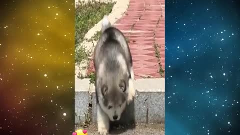 Perrito muy gracioso y lindo