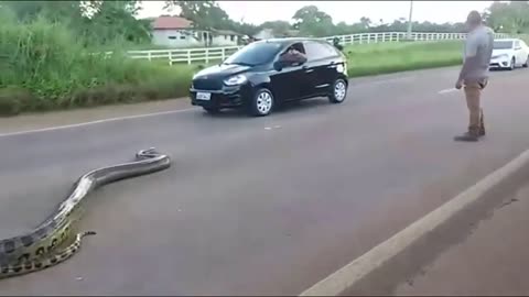 Traffic halts as gaint Anaconda crosses road | Driver record closed encounter a monster Anaconda