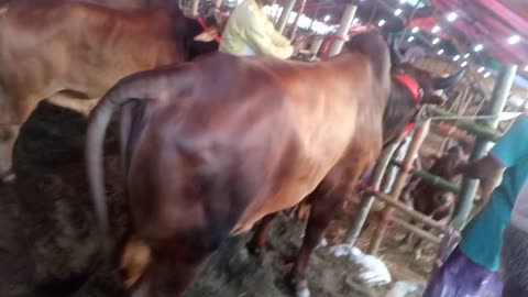 5 lac taka cow