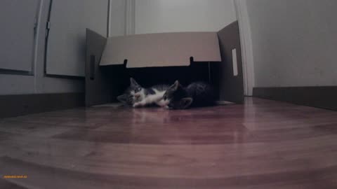 kittens playing 1