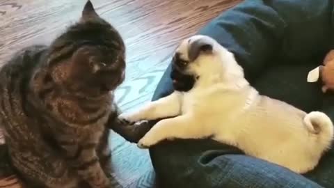 Cat and puppy funny fight