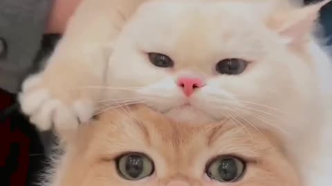 cutest cats😻