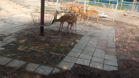 A herd of deer eating together