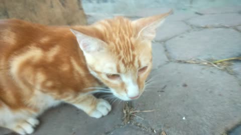 The Orange Cat Of The Family Suffers From Litter That Eats Fish Bones