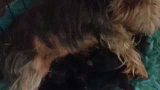 My dog had puppies 😁