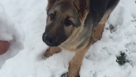 German shepard puppy bites snow