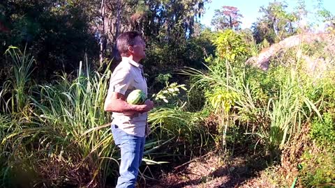 Self-Propagation and Sugarcane!