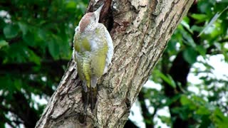 Green Woodpecker (Picus viridis)