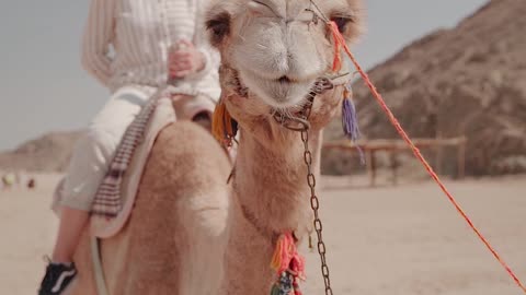 Women riding on camel