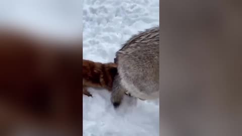 HOWLS ABOUT THAT: Wolf Enthusiast From Ukraine Shares Insight Into Home Life With Wolves