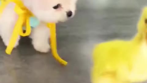 Cute little dog and his duck brother